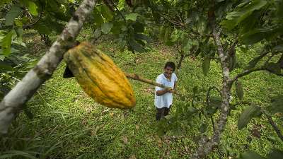 Seg&uacute;n la Anecacao, Ecuador se encuentra &ldquo;ante una posici&oacute;n hist&oacute;rica. A pesar de que hubo un alza similar en el precio del cacao durante los a&ntilde;os 70, no se lleg&oacute; a los niveles actuales.