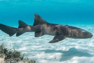 Turista casi pierde su mano tras ser atacada por un tibur&oacute;n