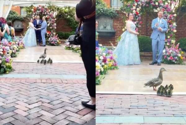  Una tierna familia de patos se volvi&oacute; viral tras interrumpir una boda y enternecer las redes sociales.
