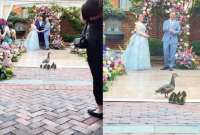 Una tierna familia de patos se volvió viral tras interrumpir una boda y enternecer las redes sociales.