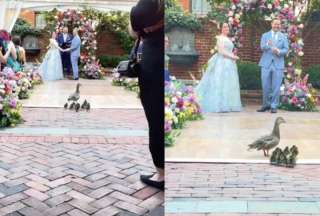 &iexcl;Me opongo! Familia de patos interrumpe una boda