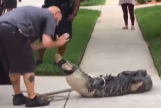EE. UU.: Caim&aacute;n noque&oacute; a su captor cerca de Orlando, Florida