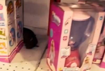 &iexcl;Impactante! Roedores muertos, heces y orina se encontr&oacute; en un supermercado de Milagro. 