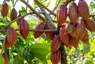 Ecuador ha sido reconocido por el Ministerio de Ambiente como pionero mundial en la producci&oacute;n sostenible de caf&eacute; y cacao libre de deforestaci&oacute;n.
