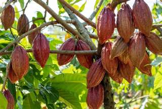 A Italia y B&eacute;lgica lleg&oacute; caf&eacute; y cacao ecuatoriano libre de deforestaci&oacute;n