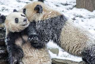 Pandas juegan en la nieve en el Zool&oacute;gico Nacional Smithsonian