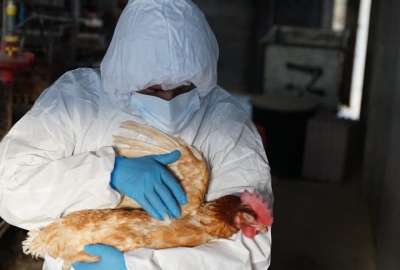 Agrocalidad arrancar&aacute; con la vacunaci&oacute;n de aves de corral para frenar los brotes de gripe aviar.