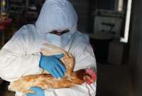 Agrocalidad arrancar&aacute; con la vacunaci&oacute;n de aves de corral para frenar los brotes de gripe aviar.