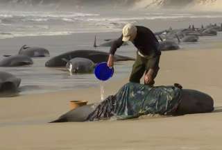 M&aacute;s de 200 ballenas varadas aparecieron en las costas de Tasmania en Australia