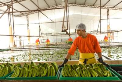 El precio de la caja de banano se vio afectado druante este a&ntilde;o por la sobreoferta. 