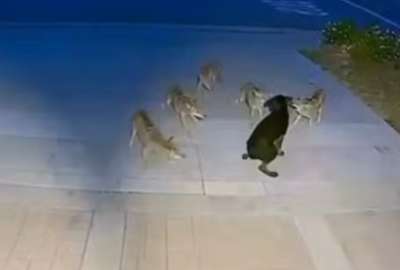 Perro enfrenta a cinco coyotes y sobrevive tras feroz ataque en California