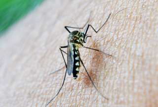 Disminuyen casos de malaria en Ecuador