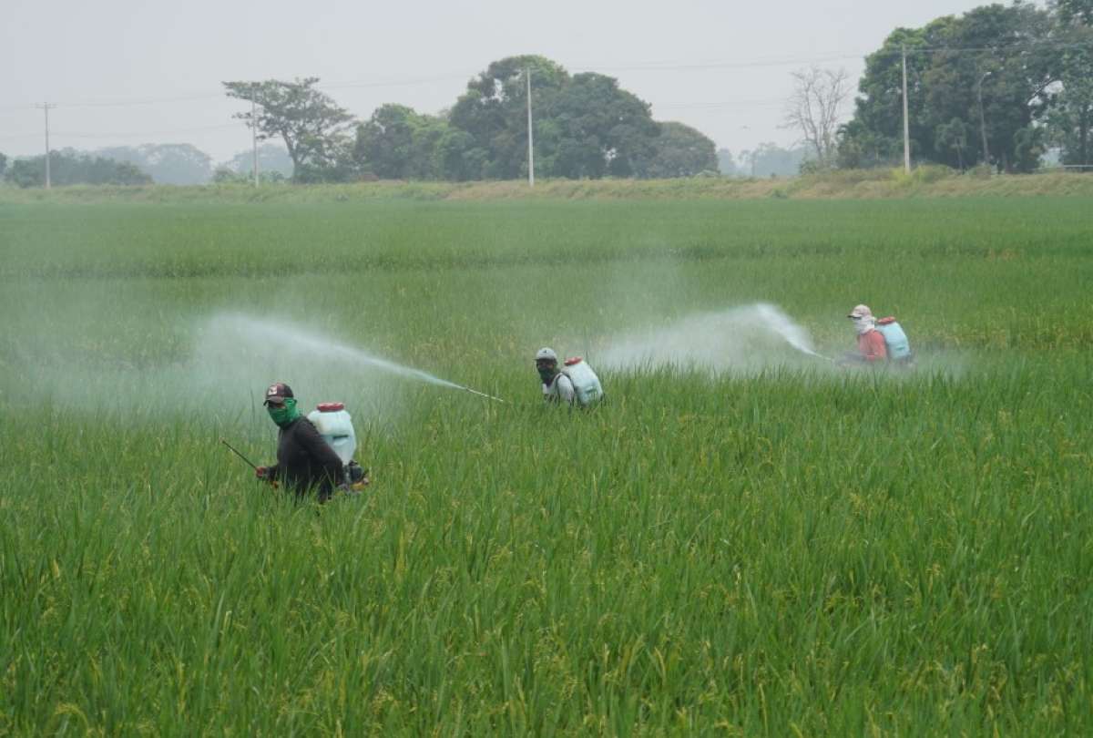 Gobierno refuerza combate contra plaga en arroz con paquetes tecnológicos, asistencia técnica y capacitaciones