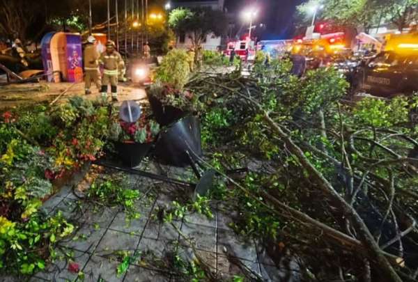 Un nuevo &aacute;rbol se cay&oacute; en Cuenca, esta vez en el Parque Abd&oacute;n Calder&oacute;n, ubicado en el centro de la ciudad. El hecho se registr&oacute; entre la medianoche y madrugada del martes 4 de febrero de 2025.&nbsp;
