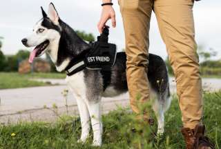 &iquest;Tu perro necesita disciplina? Inscr&iacute;belo gratis al curso de adiestramiento canino