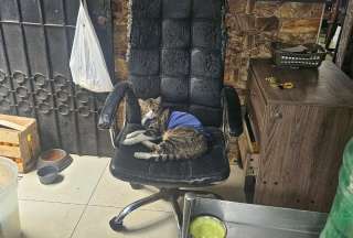 Local de parrilladas en Guayaquil manten&iacute;a a un gato como control de plagas