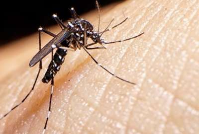 El mosquito aedes aegyti es responsable de la mayor parte de los contagios de dengue.