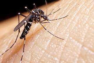Ministerio de Salud P&uacute;blica fortalece controles por epidemia de dengue