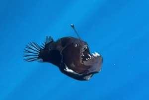 Un rato ejemplar de "pez diablo negro" fue captado cerca de las costas de Espa&ntilde;a.