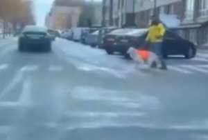 Este perro decidi&oacute; darle a los conductores una verdadera lecci&oacute;n de empat&iacute;a.