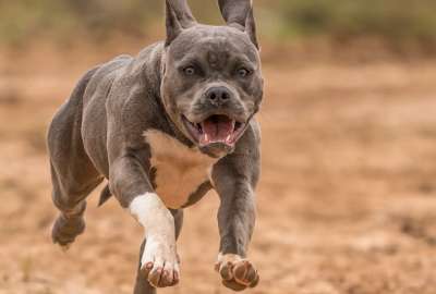 Mujer muri&oacute; tras ser atacada por dos perros pitbull en Estados Unidos