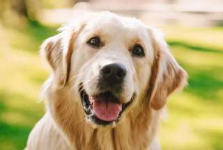 Por estas razones no deber&iacute;as tener un perro