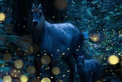 Luci&eacute;rnagas entre sombras: un fot&oacute;grafo japon&eacute;s captura su magia en los bosques de Tohoku
