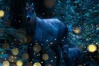 Luciérnagas entre sombras: un fotógrafo japonés captura su magia en los bosques de Tohoku