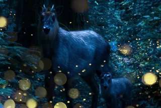 Luci&eacute;rnagas entre sombras: un fot&oacute;grafo japon&eacute;s captura su magia en los bosques de Tohoku