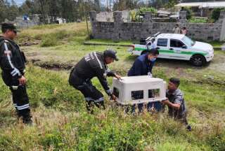 Un perro que atac&oacute; a adulta mayor fue retenido