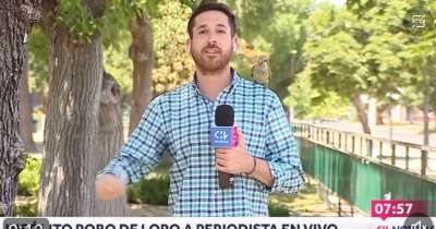 Periodista es asaltado por un loro mientras transmit&iacute;a en vivo