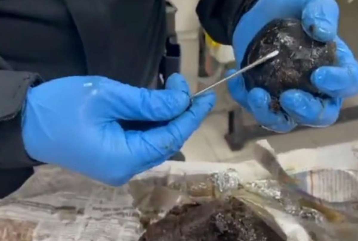 Llevaba la cocaína en las conchas. 