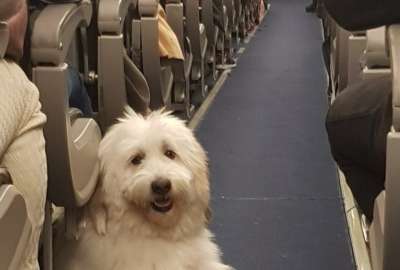 Ocho mascotas viajar&aacute;n en el primer vuelo humanitario de Ucrania a Ecuador