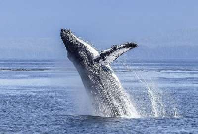 Arranca la temporada de avistamiento de ballenas jorobadas en Puerto L&oacute;pez