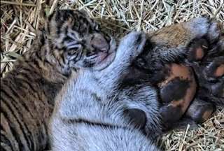 Dos cr&iacute;as de tigre de sumaria nacieron en Estados Unidos