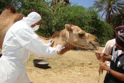 El 'virus del camello' podr&iacute;a esparcirse por el mundo