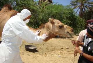 El 'virus del camello' podr&iacute;a esparcirse por el mundo