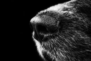 Hombre apu&ntilde;ala a un perro en el sur de Guayaquil