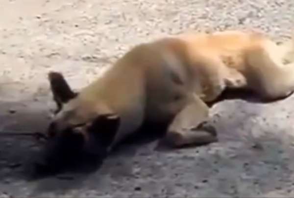 La mujer fue captada en video arrastrando a un perro con una soga.