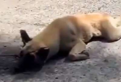 La mujer fue captada en video arrastrando a un perro con una soga.