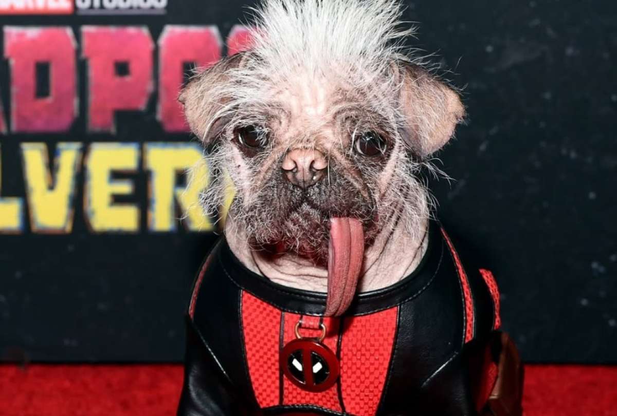 Un nuevo premio llegó para ‘Dogpool’, considerada la perra más fea del mundo.