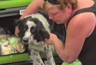 Perro qued&oacute; atrapado entre las verduras en un supermercado
