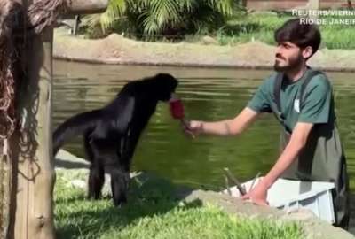 Los encargados del zol&oacute;gico ayudaron a los animales para tomar el helado.