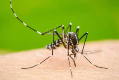 El Ministerio de Salud emiti&oacute; una alerta epidemiol&oacute;gica, en tres provincias, por el dengue. 