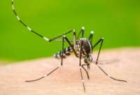 El Ministerio de Salud emitió una alerta epidemiológica, en tres provincias, por el dengue.
