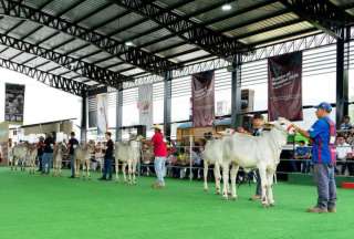 Chone espera a 100.000 personas para feria ganadera