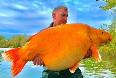 El pez de tama&ntilde;o descomunal fue capturado en un r&iacute;o de Francia. 