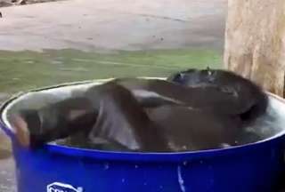 Beb&eacute; elefante protagoniza un tierno video en las redes sociales