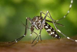 Los casos de dengue aumentaron en el pa&iacute;s