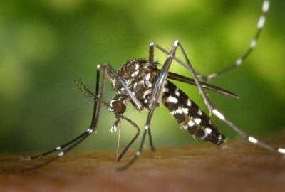 Los casos de dengue aumentaron en el pa&iacute;s